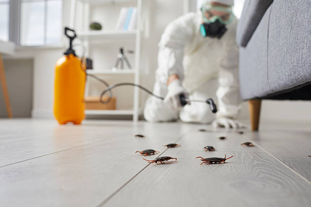 Affordable Termite Control solutions in Riverside, AL